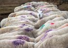 Mr Cathel Macloeds sheep - Tim Swetnam (Open)(HC).jpg